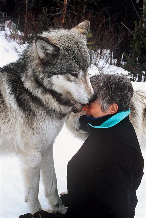 Check fixtures, tickets, league table, club shop & more. I Was Kissed By Wolves | HuffPost
