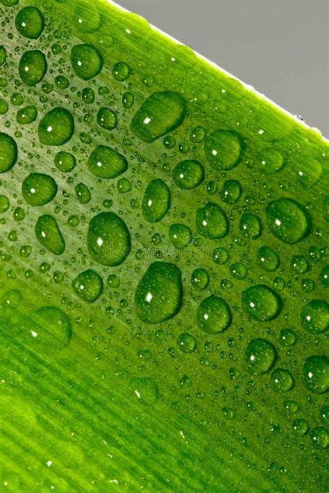Water Drops On Plant Stock Photo Image Of Liquid Clean 10661328