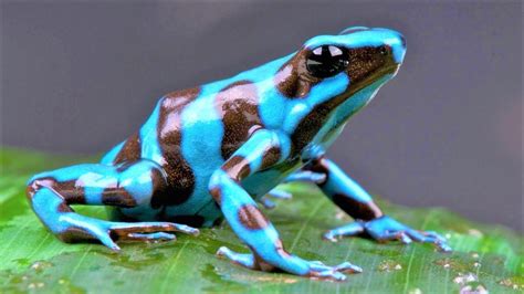 10 Most Beautiful Frogs On Planet Earth Youtube
