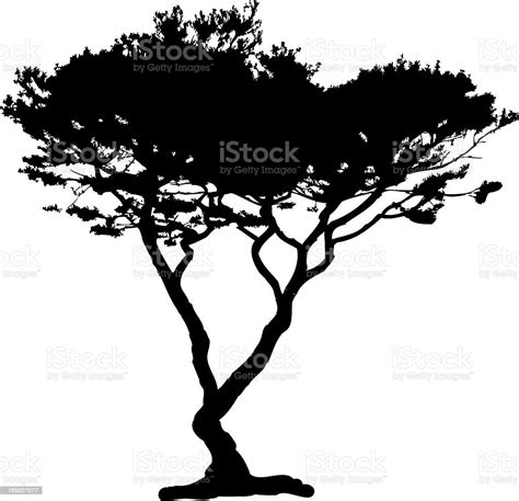 Acacia Tree Silhouette Vector Stock Illustration Download Image Now
