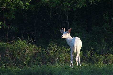 White Buck At Sunset Photograph By Brook Burling Fine Art America