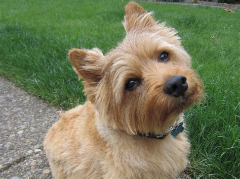 norwich terrier puppies rescue pictures information temperament characteristics animals