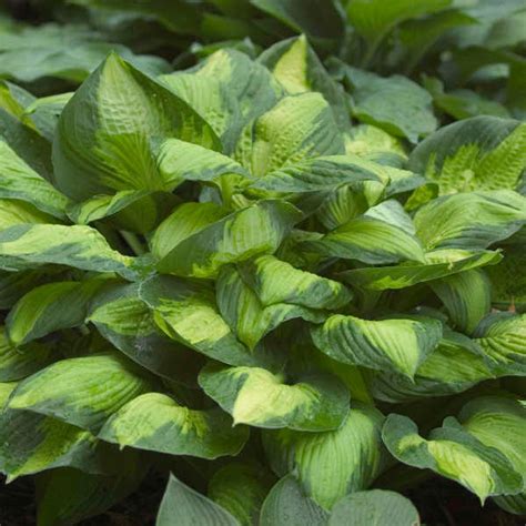 Hosta Captain Kirk Perennial Plant Sale Shipped From Grower To Your Door
