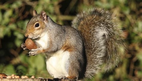Maybe you would like to learn more about one of these? How to Tell the Age of a Baby Squirrel Using Pictures ...