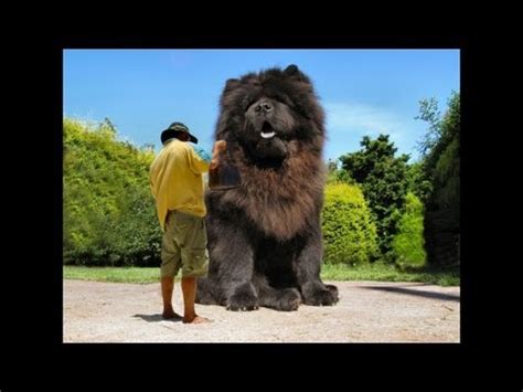 More images for the angriest dog in the world » The biggest dog in the world ever! 2014 - YouTube
