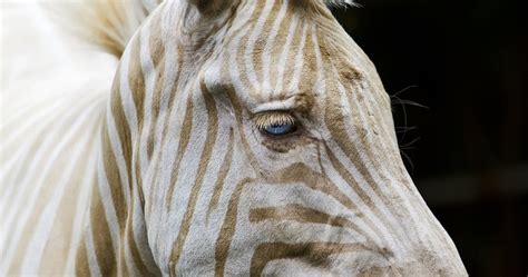 Golden Zebra Pic Amazing Creatures