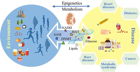 Frontiers Epigenetics And Metabolism In Health And Disease