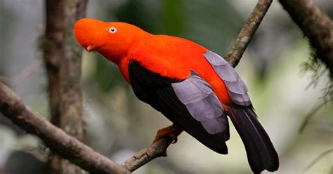 Birds Of South America Quiz