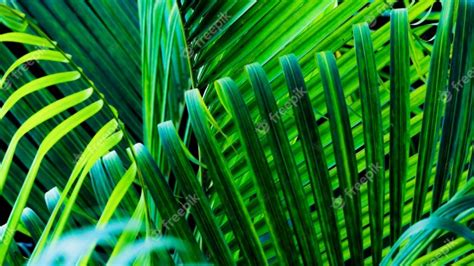 Premium Photo Tropical Green Leaves Are A Refreshing Background From