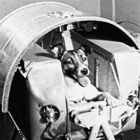 But more fundamental organisms such as bacteria and lichen can tolerate the absence of pressure and searing. The Story of Laika: The First Dog in Space