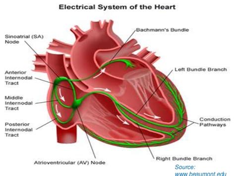 Human Heart Powerpoint Version