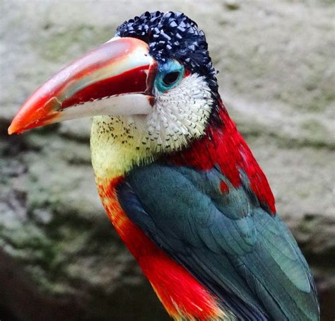 20 Magnifiques Oiseaux Exotiques Dont Vous Ignoriez Surement L