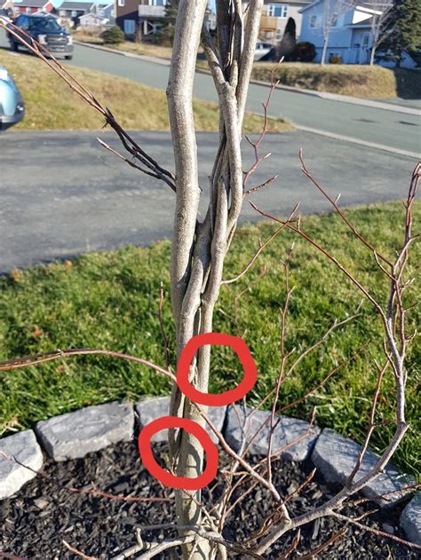Tri Color Beech Pruning In The Ask A Question Forum