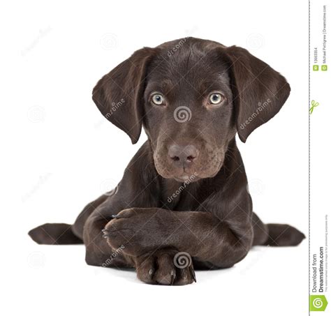 Maybe you would like to learn more about one of these? Puppy on white background stock photo. Image of white - 13663354