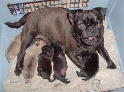 The lower prices would generally be the puppies you can get from reputable breeders. Ga.-Tn. Line Pug's, Pug Breeder in Rossville, Georgia