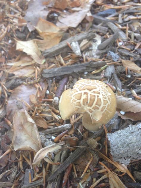 Virginia Identification Request Mushroom Hunting And Identification