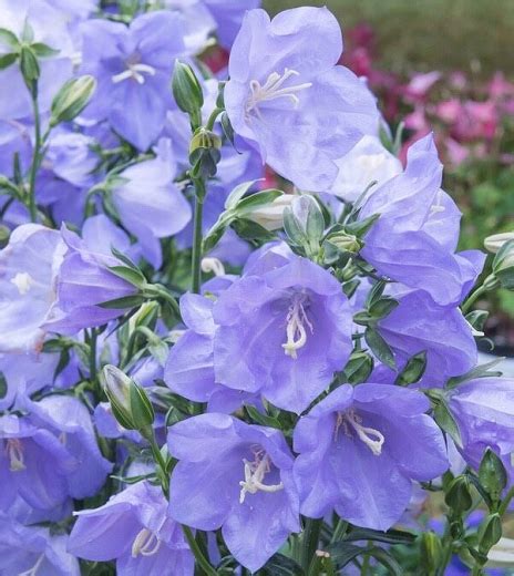 Campanula Persicifolia Takion Blue Peach Leaved Bellflower Full