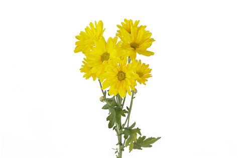 Yellow Natural Daisies Fresh Flowers Online Wholesale Flowers 48fresh