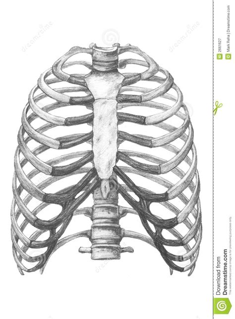 Chest Bone Anatomy Chest Bone Anatomy Human Anatomy Diagram 83898 Hot