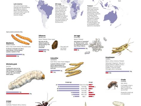 Edible Insects And Bugs And Their Nutritional Values Grab Some Grub