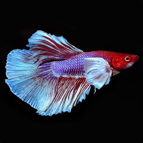Mixed Color Dumbo Ear Super Delta Betta Male Tropical Fish For