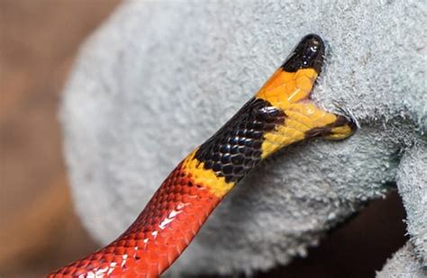Coral Snake Description Habitat Image Diet And Interesting Facts