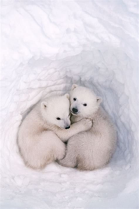 Polar Bear Cubs Cute Creatures Beautiful Creatures Animals Beautiful