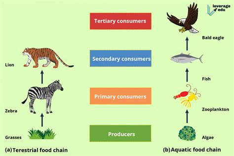 What Is Food Chain Definition Types And Examples Leverage Edu 2022