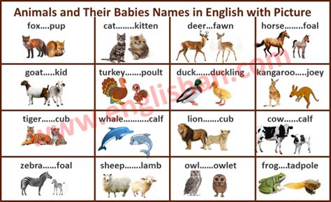Animals and Their Babies Names in English with Picture