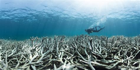 Biodiversity Climate Change And The Fate Of Coral Reefs