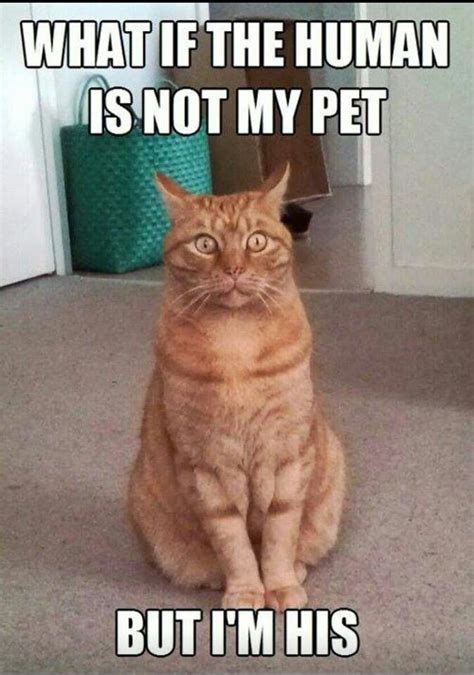 Funny Animal Jokes Funny Cat Memes Cute Funny Animals Animal Memes