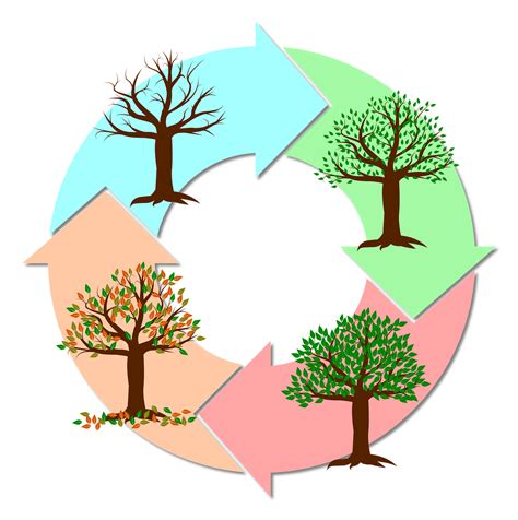 Download Seasons Year Tree Royalty Free Vector Graphic Pixabay