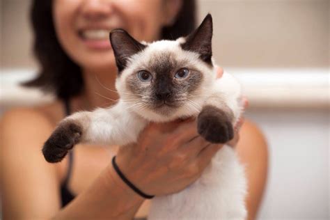 Siamese Mix Cats For Adoption Mitzi Lund