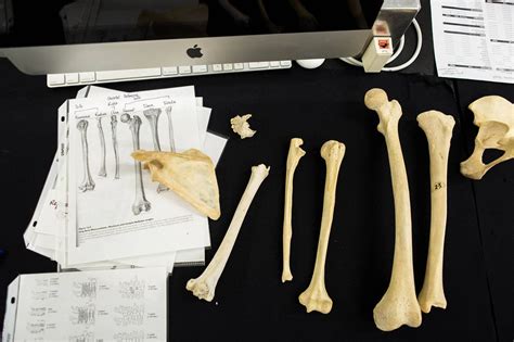Cool Course Dispatch Introduction To Forensic Anthropology