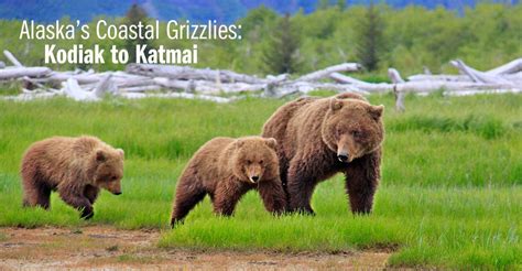 Alaska Grizzly Bear Tour Katmai Adventure Travel