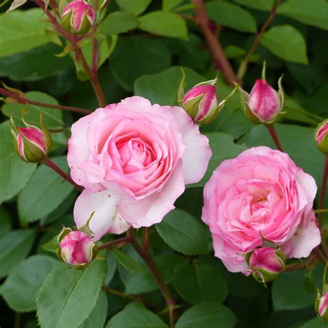 Rosa Mini Eden Rose Rosier Arbustif Ou Petit Grimpant Une Version