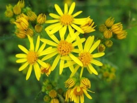 Giftige pflanzen | giftpflanzen im garten | pflanzen | welche pflanzen sind giftig? Wie heißen die gelben Pflanzen an den Bahngleisen? (Natur ...