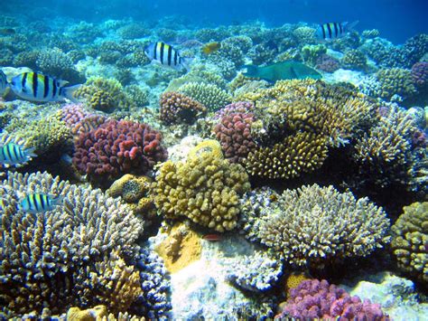 🔥 Free Download Coral Reef Wallpaper 150x150 Beautiful Coral Reef Hd