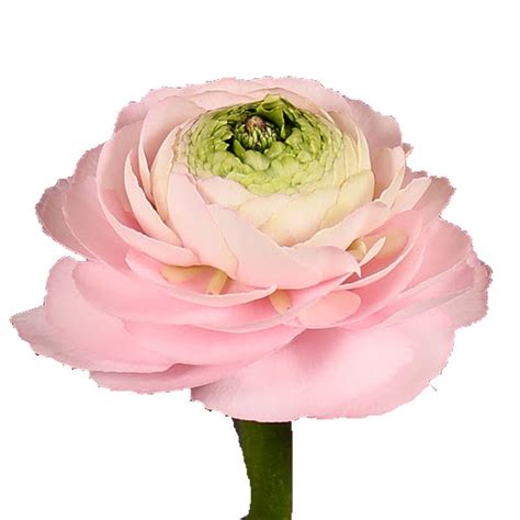 Ranunculus Elegance Light Pink Cut Mothers Day Flower Suppliers
