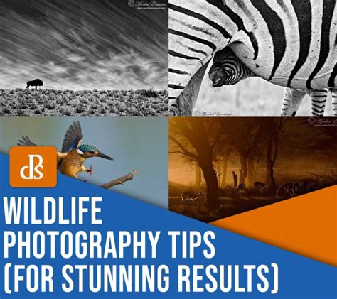 10 Wildlife Photography Tips For Stunning Results