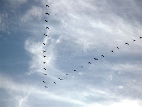 Why Birds Fly Together And Why Is Flocking Important Bird Buddy Blog