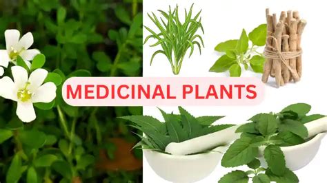 Top 10 Medicinal Plants In India Natures Best T For Health And