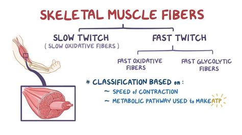 Slow Twitch And Fast Twitch Muscle Fibers Osmosis