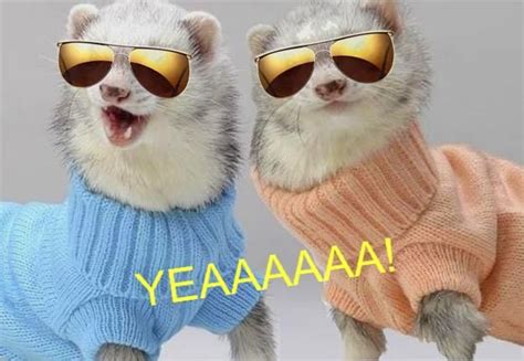 Two Ferrets Wearing Sweaters And Sunglasses With The Caption Yeahaaaa