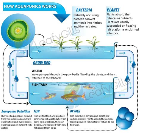 Build A Basic Aquaponics System What Fertilizer To Use In Aquaponics