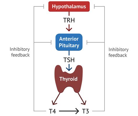 Thyroid Physiology Thyroid Function Medschool