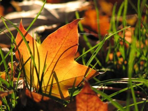 Fay3 صور لـ شجرة الخريف نجيل ورقة الشجر زاهى الألوان خشب القيقب