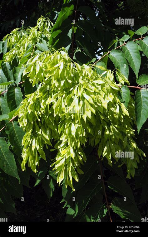 Tree Of Heaven Ailanthus Varnish Tree Götterbaum Ailanthus