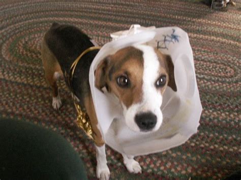 And if you have a laundry basket and a curtain rod, you have all the tools you need to make short, beginner jumps for your buddy. Homemade "cone of shame" (worked like a charm!) | Dog cone, Cat care, Beautiful dogs