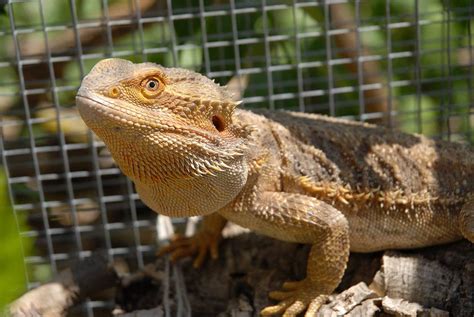 How Long Does A Bearded Dragon Live Lifespan Guide Usa Fashion House